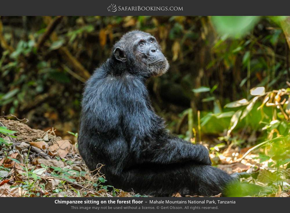 Chimpanzee sitting on the forest floor in Mahale Mountains National Park, Tanzania