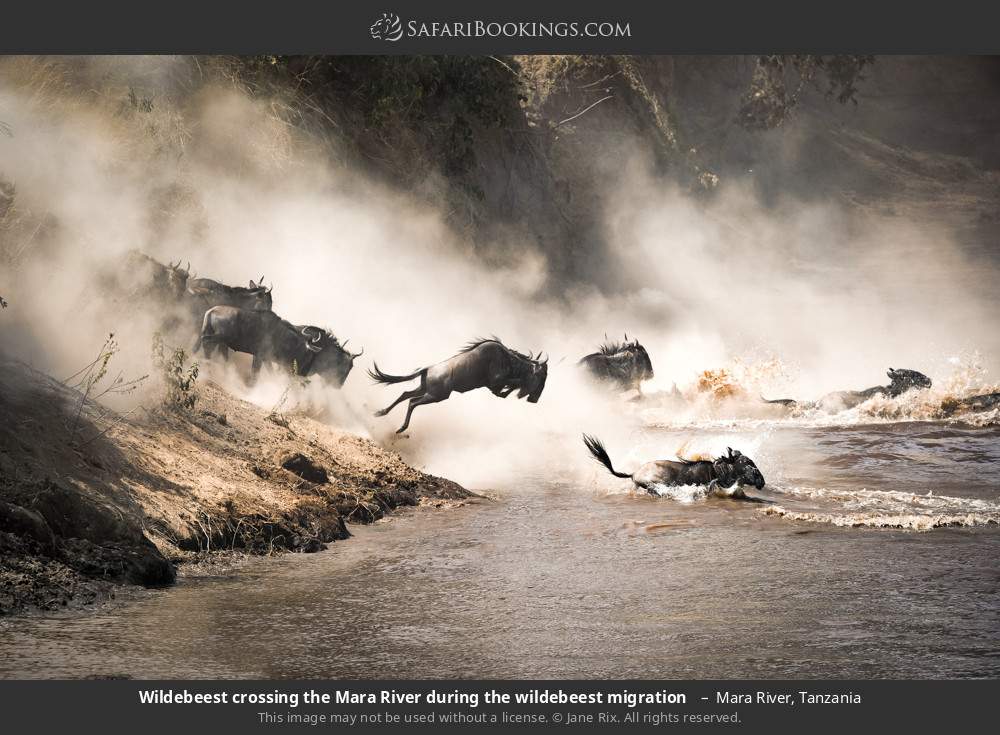 Wildebeest crossing the Mara River during the wildebeest migration  in Mara River, Tanzania