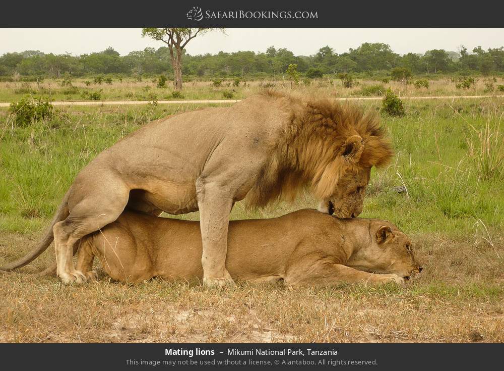 Mating lions in Mikumi National Park, Tanzania