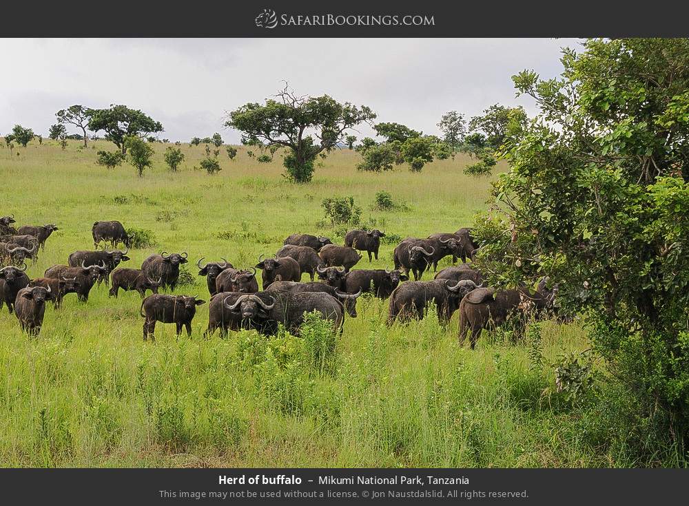 Herd of buffalo in Mikumi National Park, Tanzania