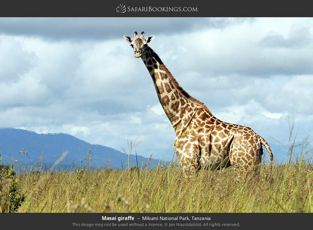 Masai giraffe in Mikumi National Park, Tanzania