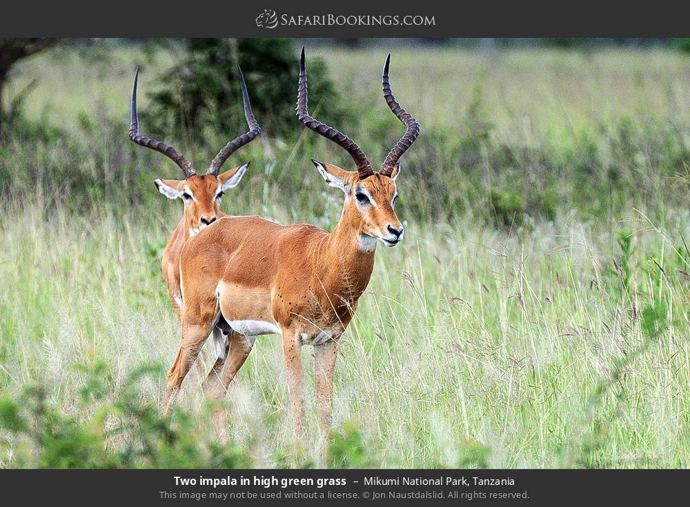 Two impalas in high green grass in Mikumi National Park, Tanzania