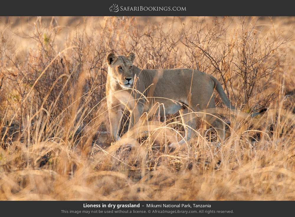 Lioness in dry grassland in Mikumi National Park, Tanzania