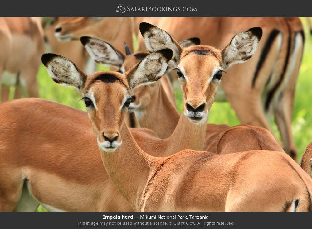Impala herd in Mikumi National Park, Tanzania