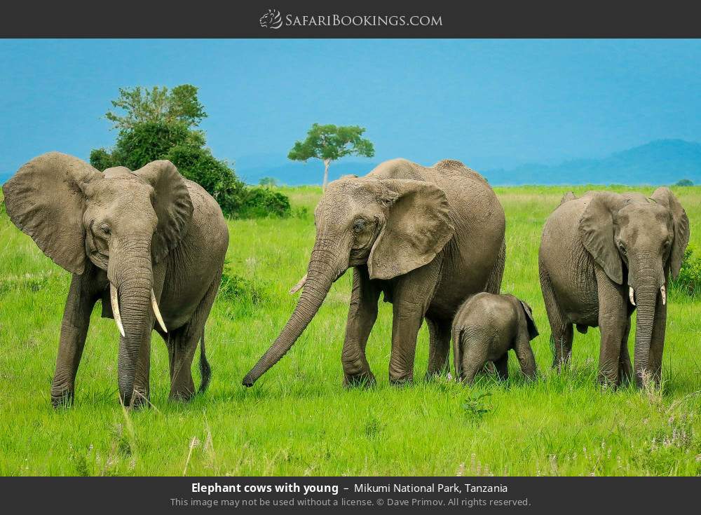 Elephant cows with young in Mikumi National Park, Tanzania
