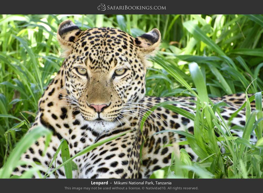Leopard in Mikumi National Park, Tanzania