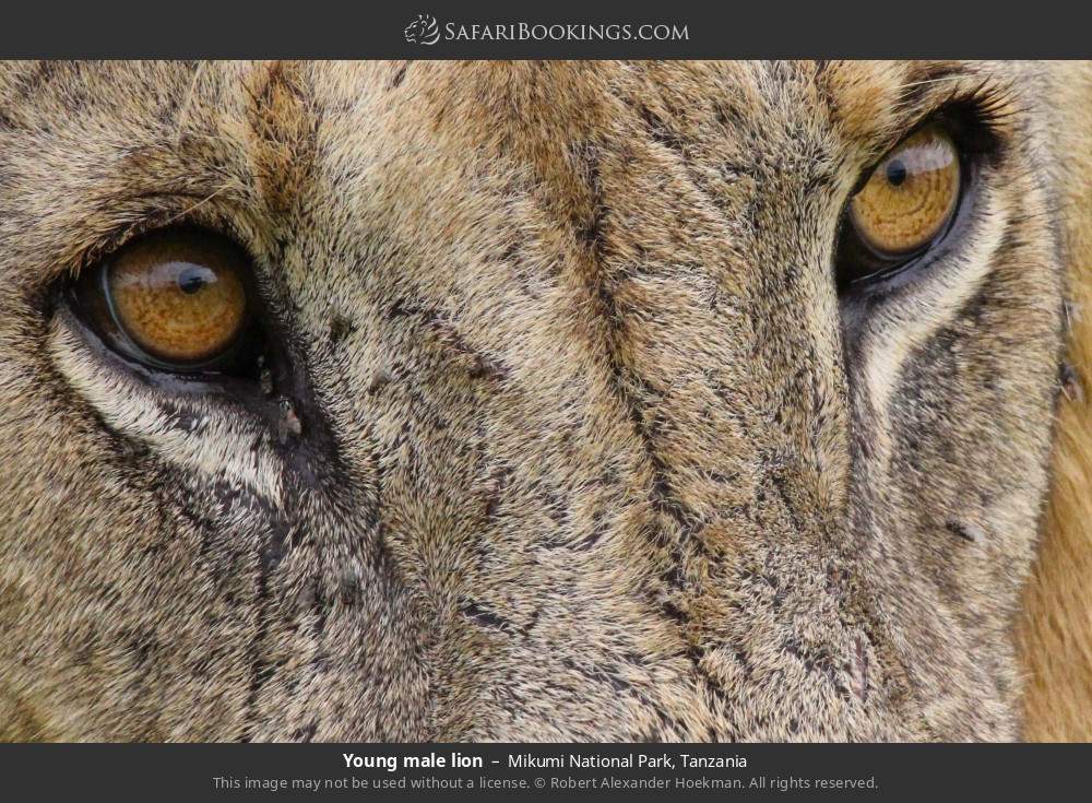 Young male lion in Mikumi National Park, Tanzania
