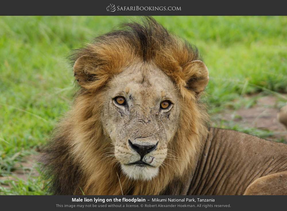 Male lion lying on the floodplain in Mikumi National Park, Tanzania