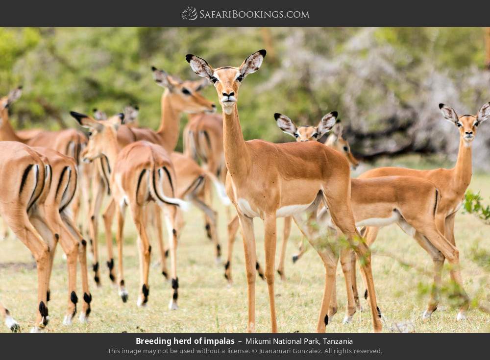 Breeding herd of impalas in Mikumi National Park, Tanzania