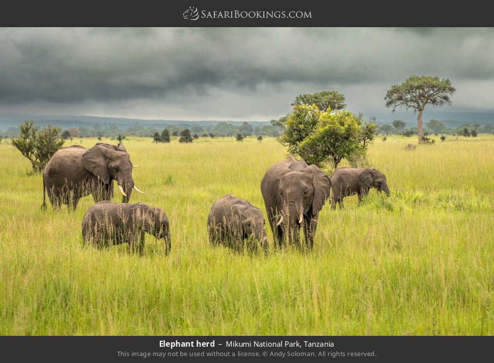 Elephant herd in Mikumi National Park, Tanzania