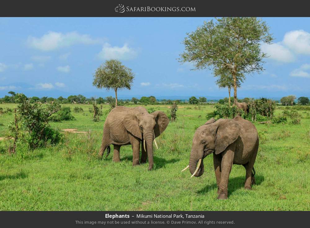 Elephants in Mikumi National Park, Tanzania