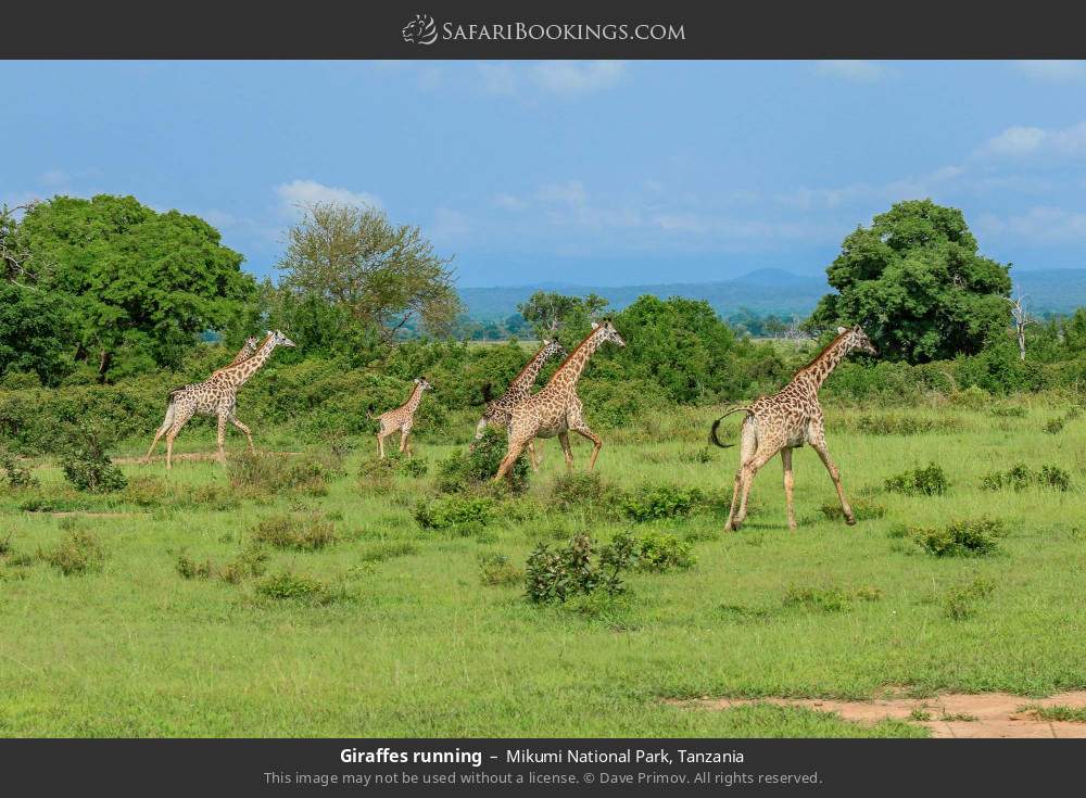 Giraffes running in Mikumi National Park, Tanzania