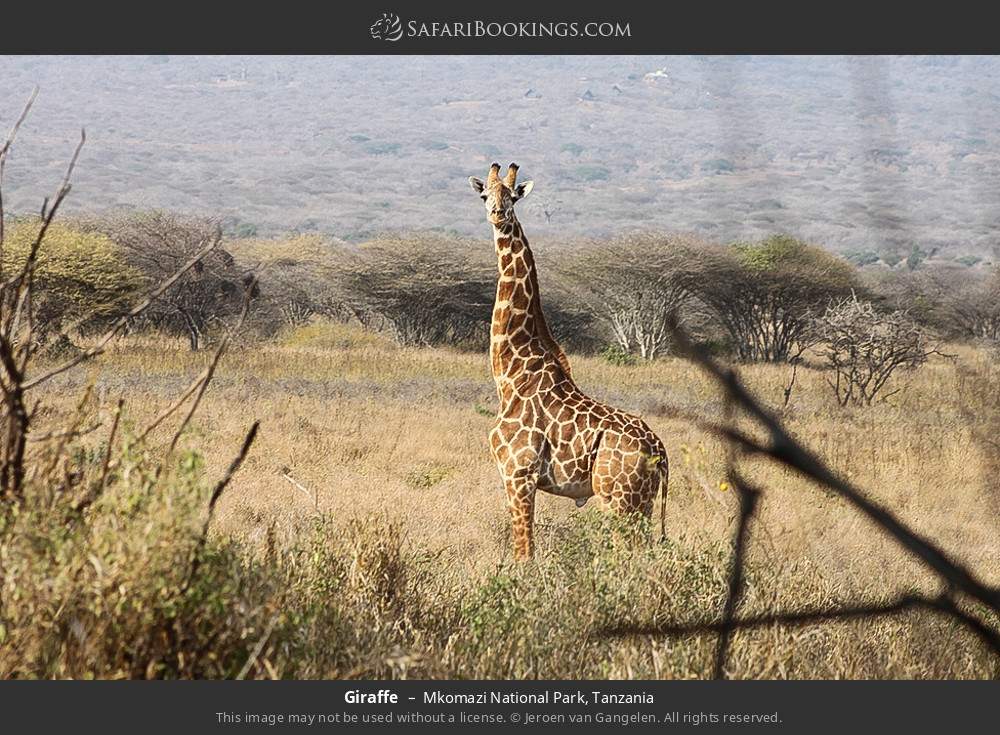 Giraffe in Mkomazi National Park, Tanzania