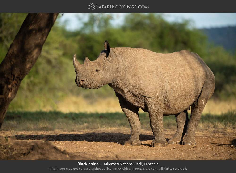 Black rhino in Mkomazi National Park, Tanzania