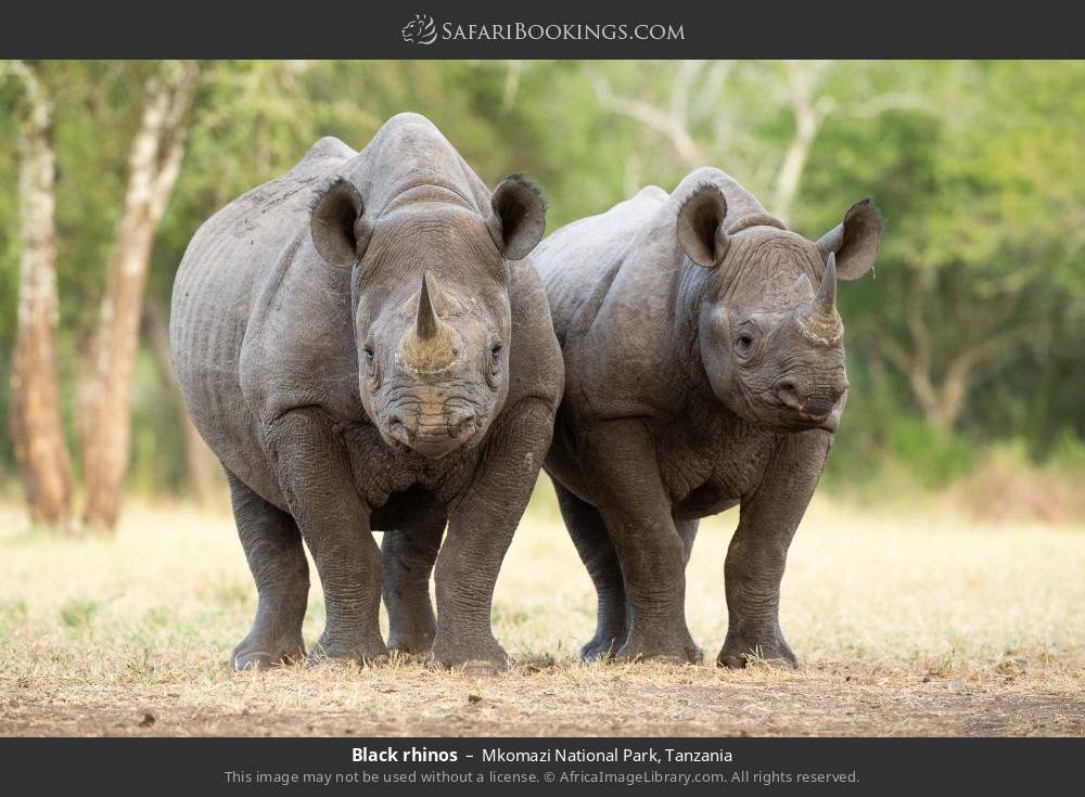Black rhinos in Mkomazi National Park, Tanzania