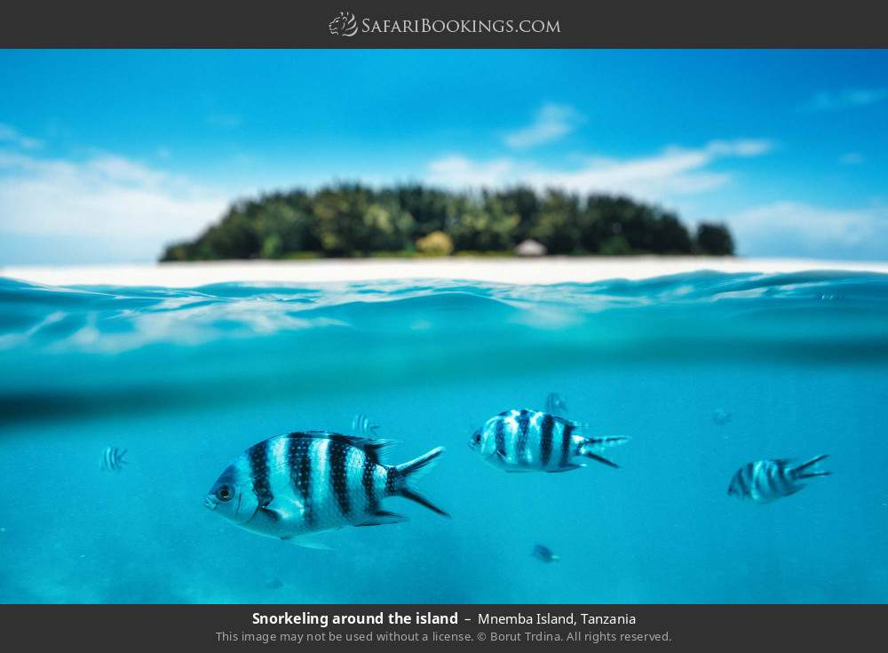 Snorkeling around the island in Mnemba Island, Tanzania