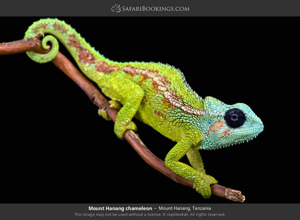 Mount Hanang chameleon in Mount Hanang, Tanzania