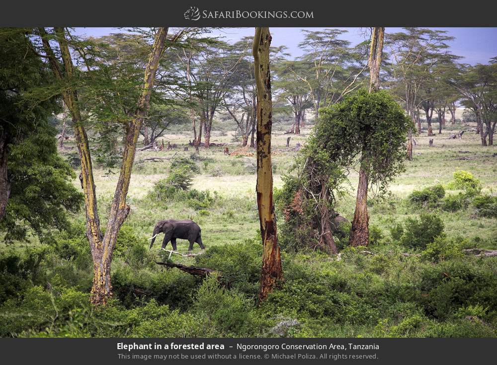 Elephant in a forested area in Ngorongoro Conservation Area, Tanzania