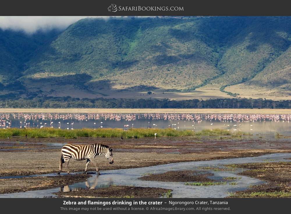 Zebra and flamingos in the crater in Ngorongoro Conservation Area, Tanzania
