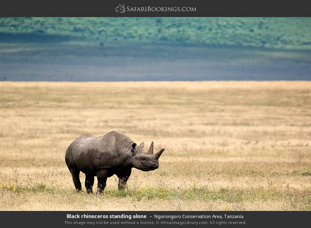 Black rhinoceros standing alone in Ngorongoro Conservation Area, Tanzania