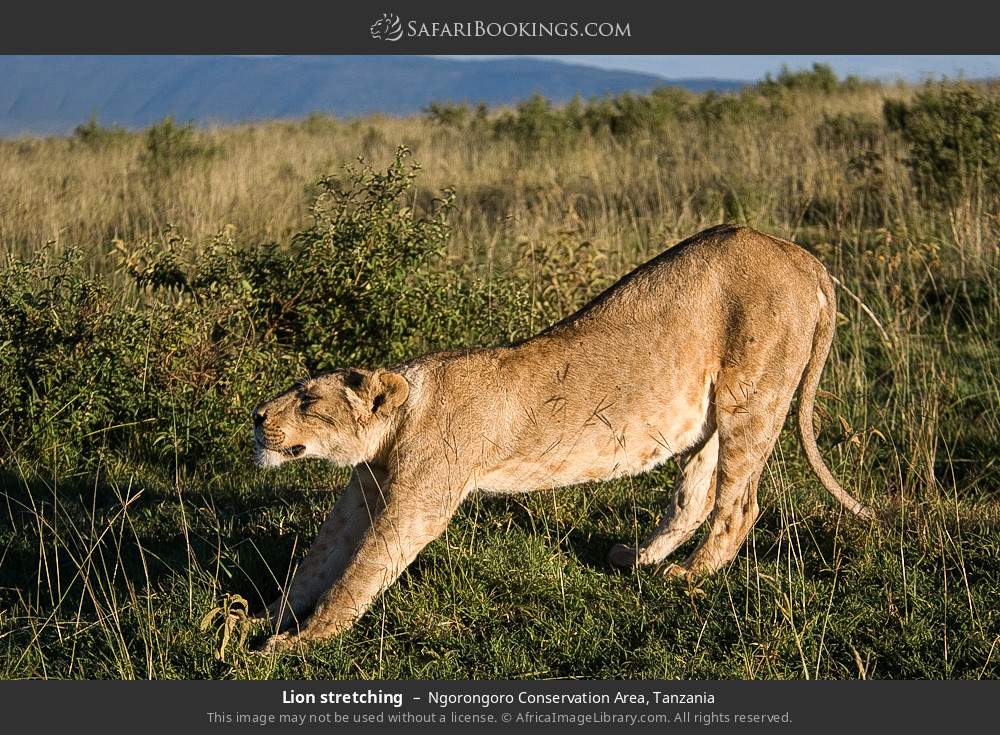 Lion stretching in Ngorongoro Conservation Area, Tanzania