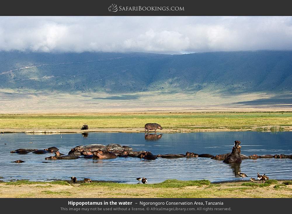 Hippopotamus in the water in Ngorongoro Conservation Area, Tanzania