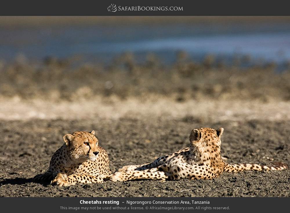 Cheetahs resting in Ngorongoro Conservation Area, Tanzania