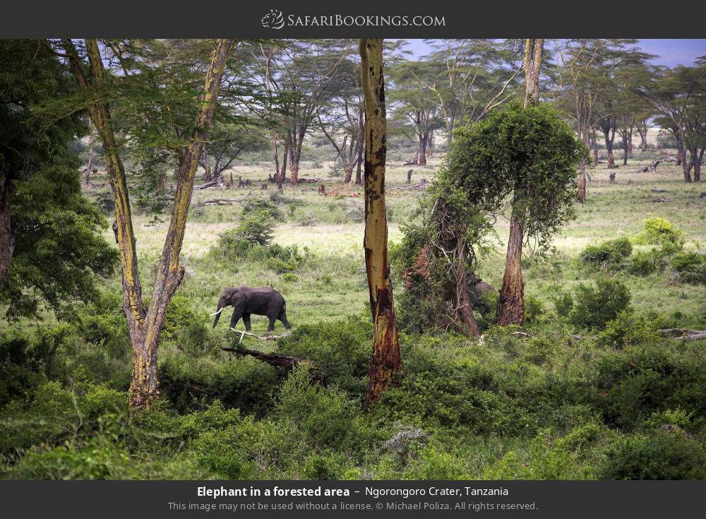 Elephant in a forested area in Ngorongoro Crater, Tanzania