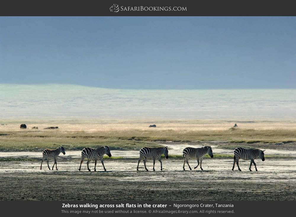 Zebras walking across salt flats in the crater in Ngorongoro Crater, Tanzania