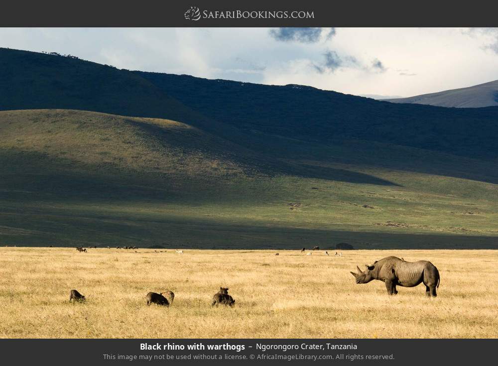 Black rhino with warthogs in Ngorongoro Crater, Tanzania