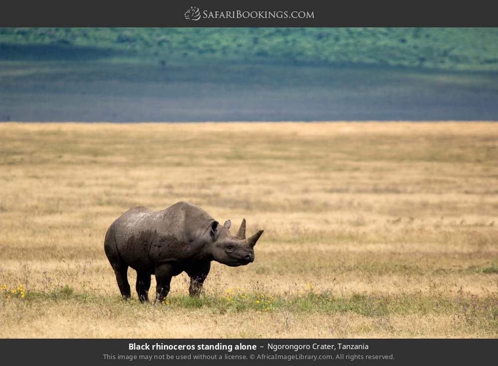 Black rhinoceros standing alone in Ngorongoro Crater, Tanzania
