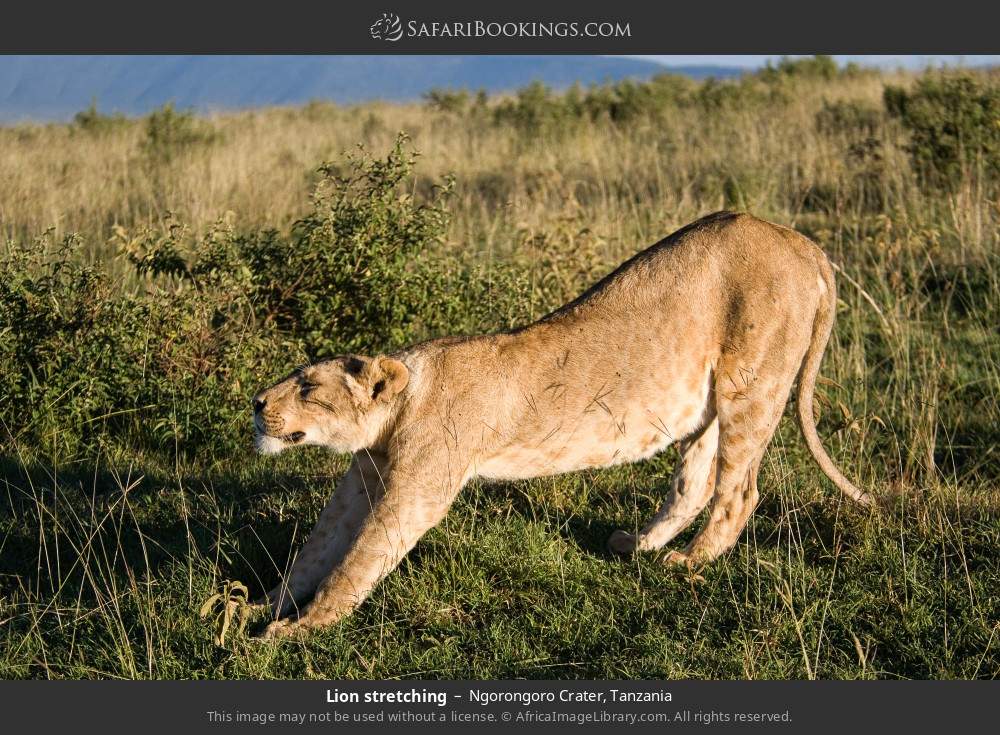Lion stretching in Ngorongoro Crater, Tanzania