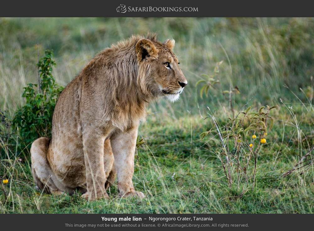 Young male lion in Ngorongoro Crater, Tanzania