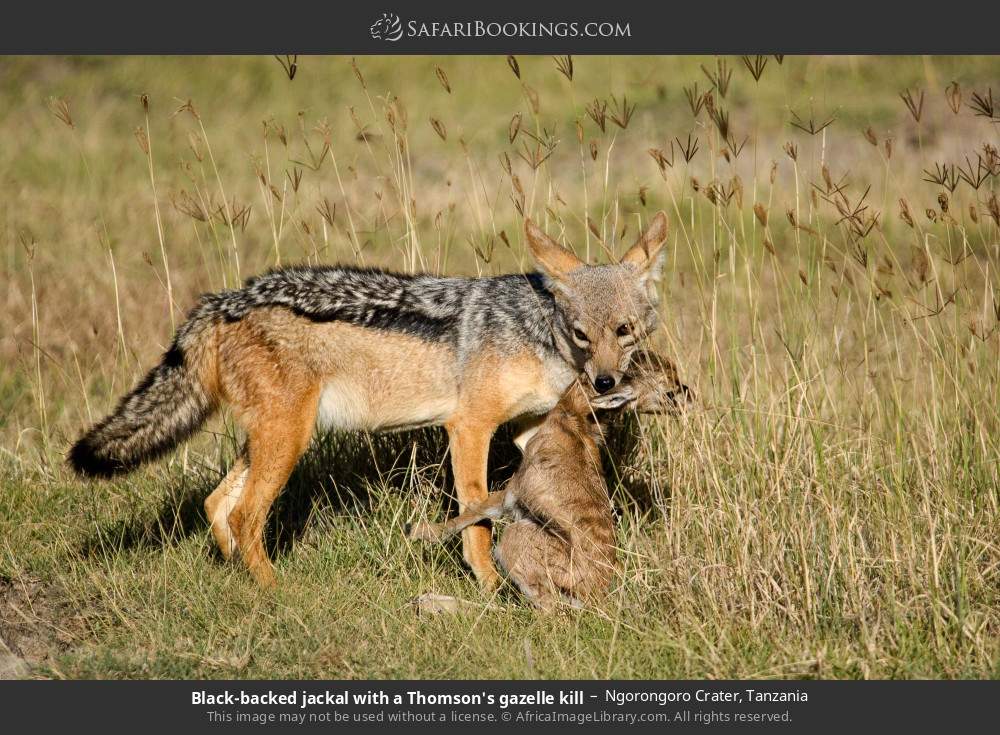 Black-backed jackal with a Thomson's gazelle kill in Ngorongoro Crater, Tanzania
