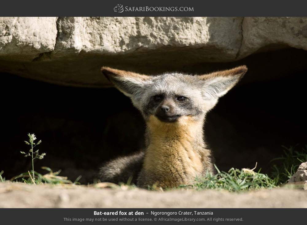 Bat-eared fox at den in Ngorongoro Crater, Tanzania