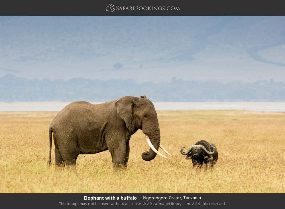Elephant with a buffalo in Ngorongoro Crater, Tanzania