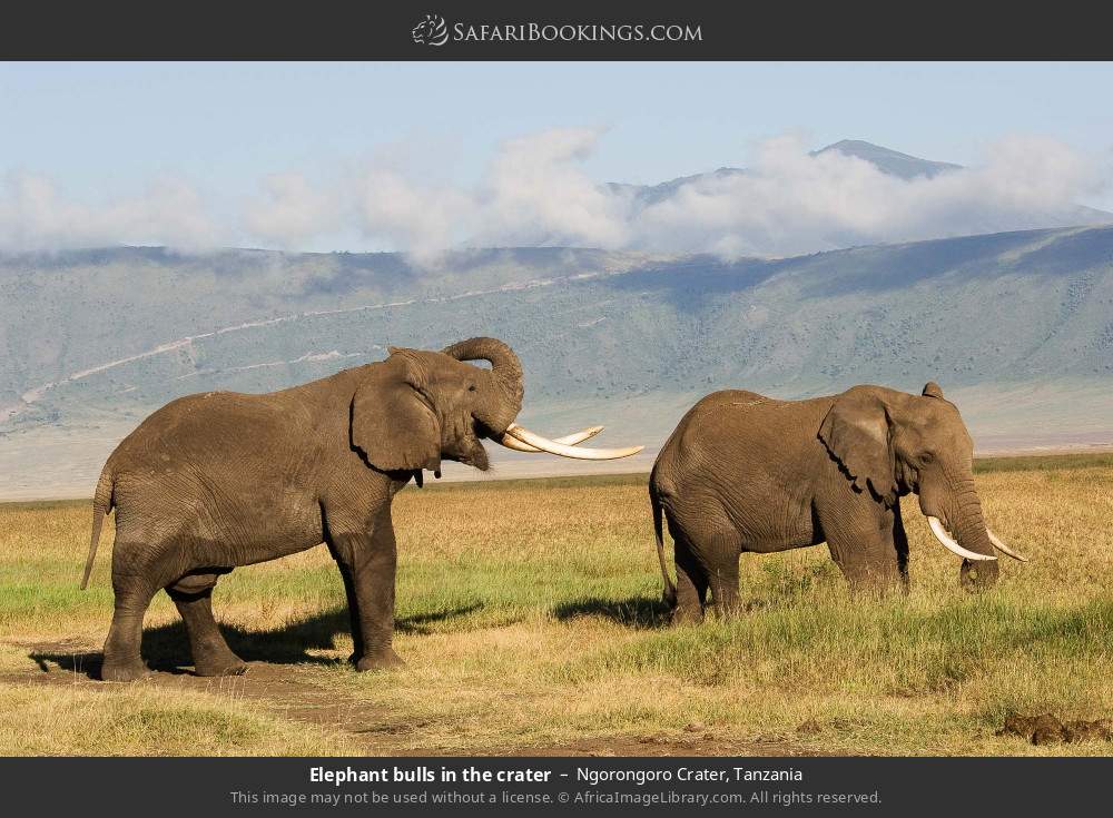 Elephant bulls in the crater in Ngorongoro Crater, Tanzania