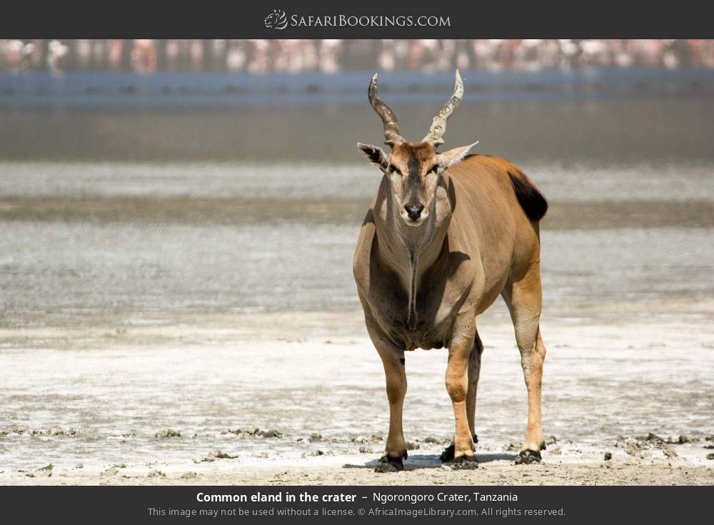 Common eland in the crater in Ngorongoro Crater, Tanzania