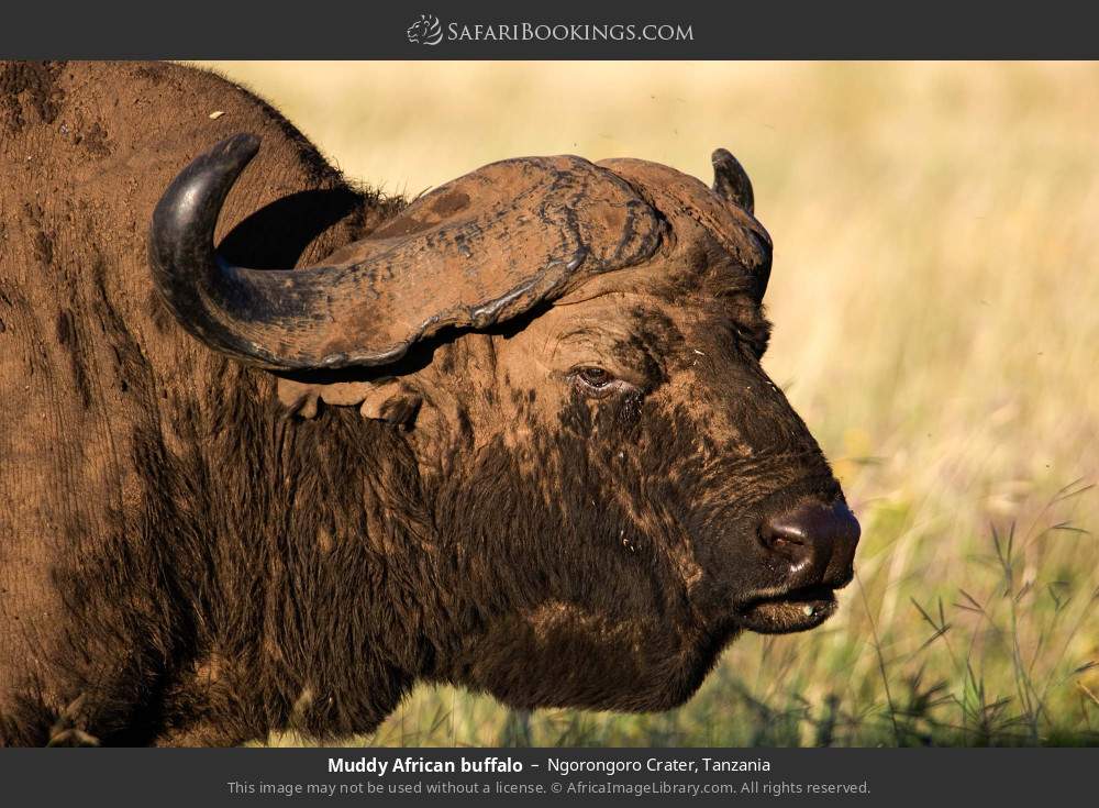 Muddy African buffalo in Ngorongoro Crater, Tanzania