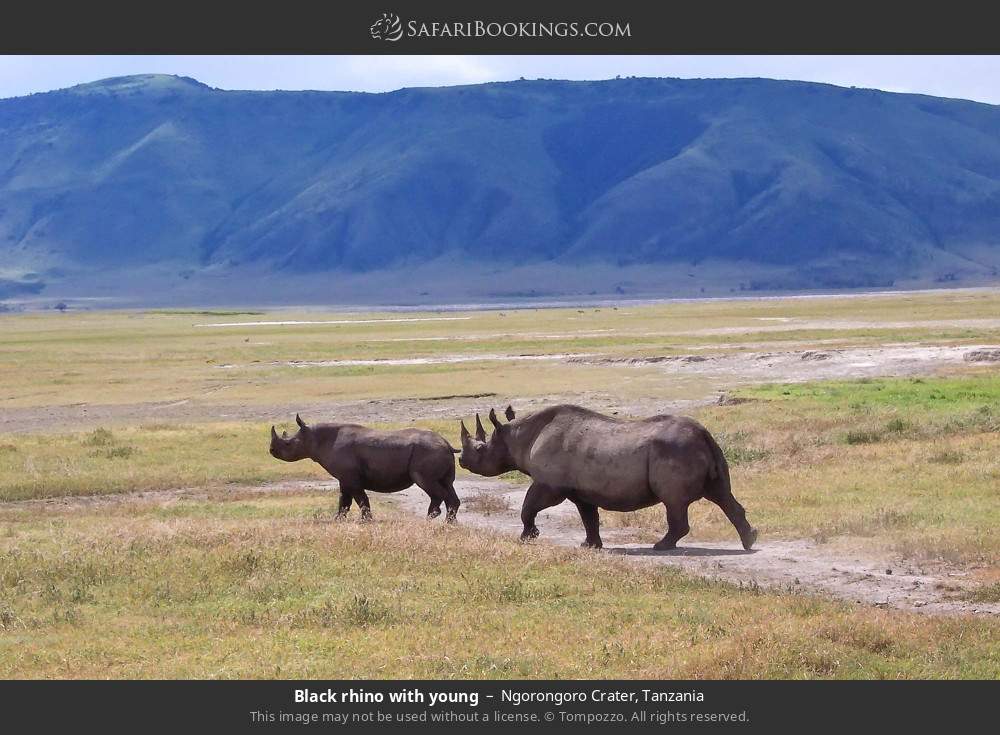 Black rhino with young in Ngorongoro Crater, Tanzania