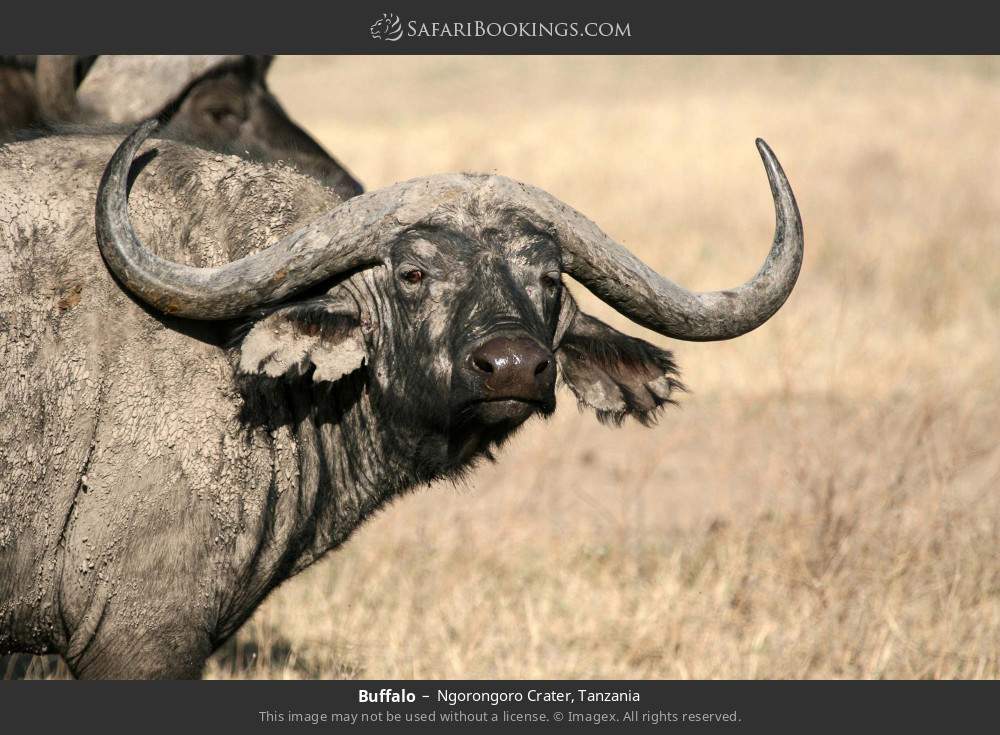 Buffalo in Ngorongoro Crater, Tanzania