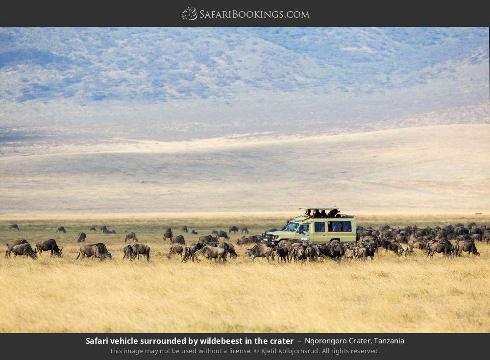 Safari vehicle surrounded by wildebeest in the crater in Ngorongoro Crater, Tanzania