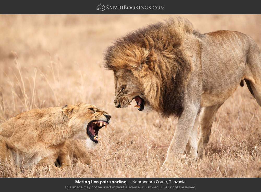Mating lion pair snarling in Ngorongoro Crater, Tanzania