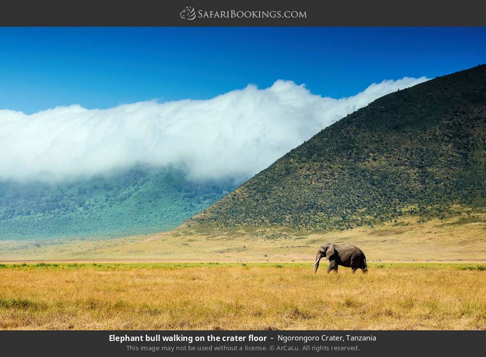 Elephant bull walking on the crater floor in Ngorongoro Crater, Tanzania