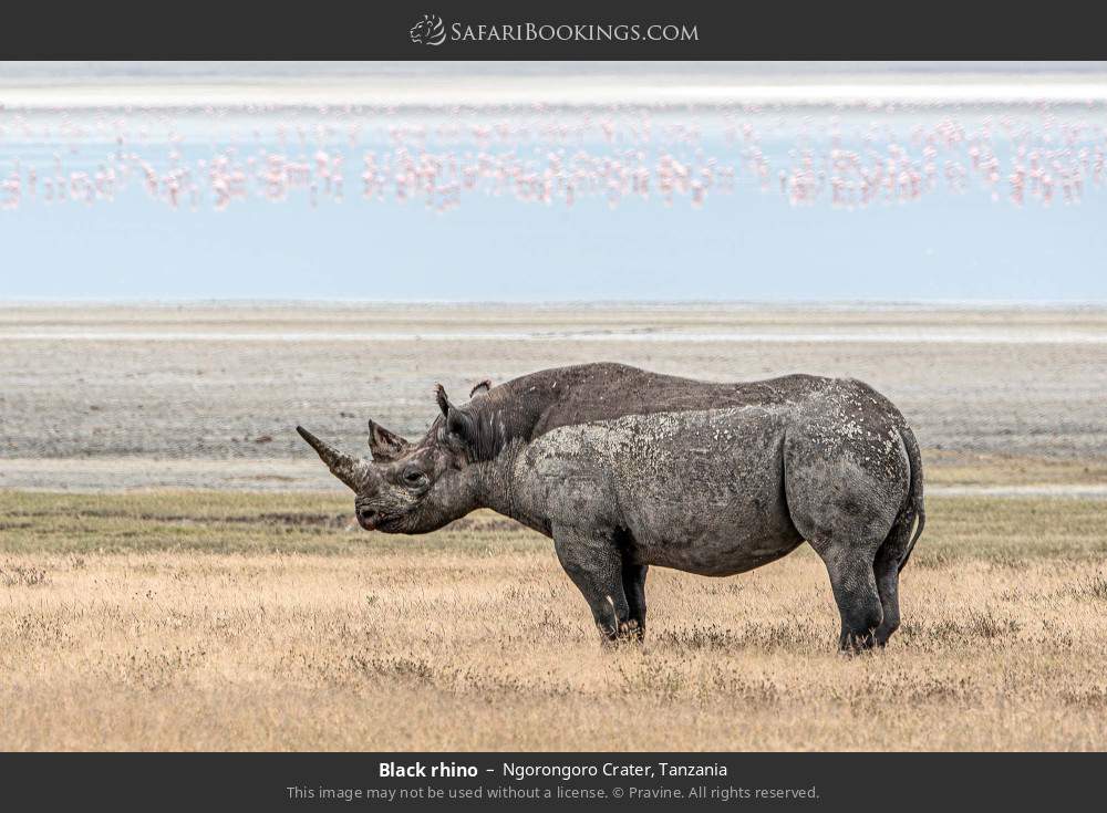 Black rhino in Ngorongoro Crater, Tanzania