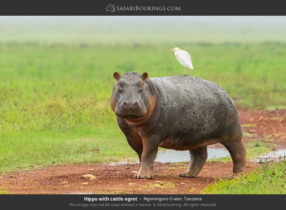Hippo with cattle egret in Ngorongoro Crater, Tanzania