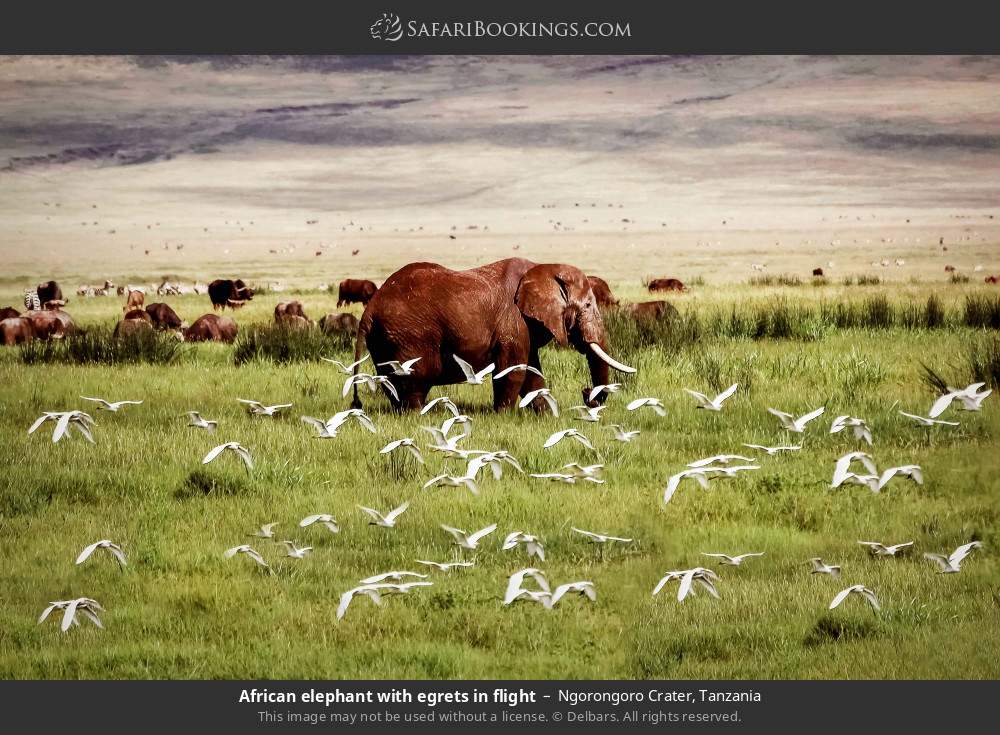 African elephant with egrets in flight in Ngorongoro Crater, Tanzania