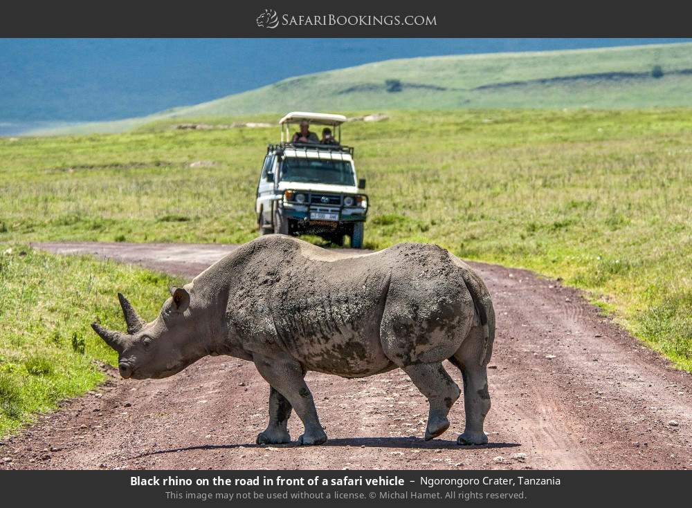 Black rhino on the road in front of a safari vehicle in Ngorongoro Crater, Tanzania