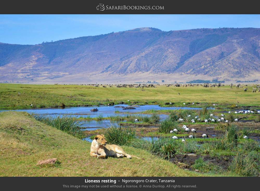 Lioness resting in Ngorongoro Crater, Tanzania