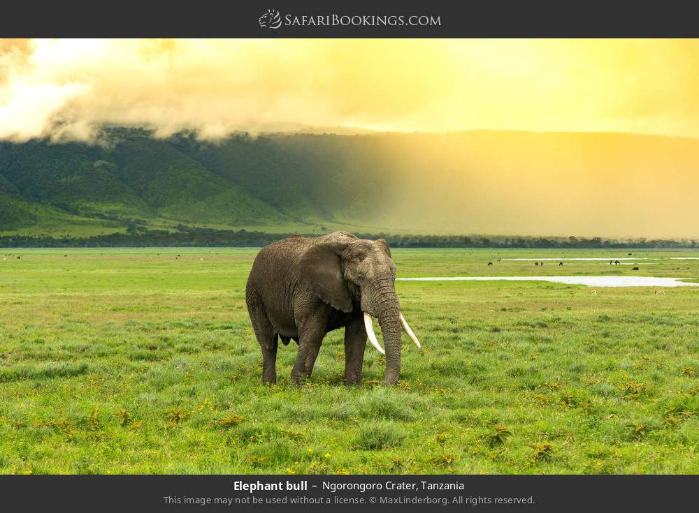 Elephant bull in Ngorongoro Crater, Tanzania
